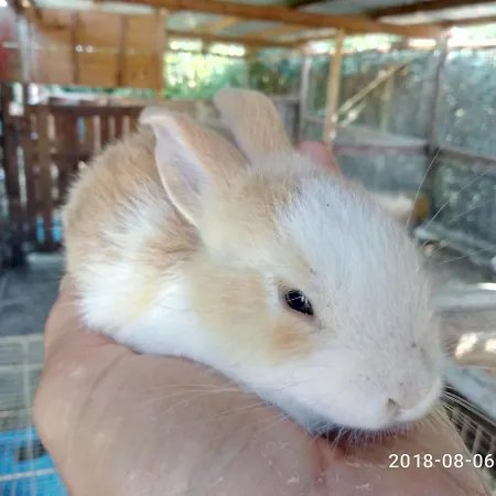 Casadolcecasalatina Bed and Breakfast 4*