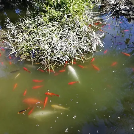 Bed & Breakfast Casadolcecasalatina 4*